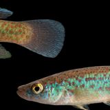 Fundulus Julisia