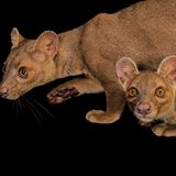 Fossa