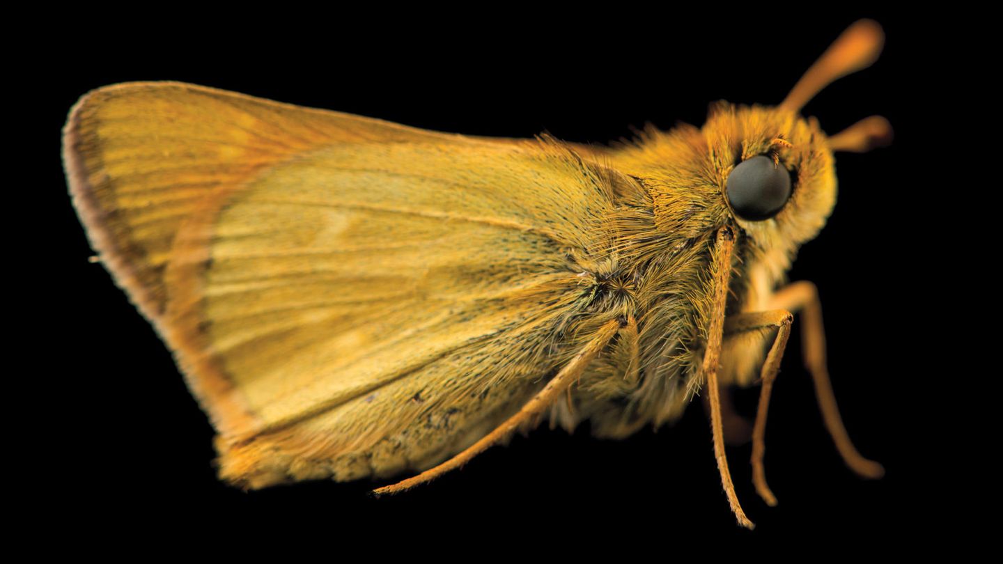 Dakota skipper