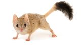 Doppelkamm-Beutelmaus