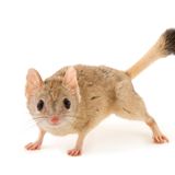 Doppelkamm-Beutelmaus