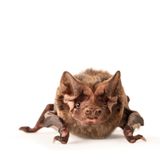 Florida Bonneted Bat