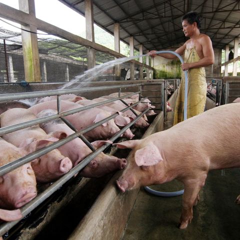 China ist der größte Schweinefleischproduzent der Welt.