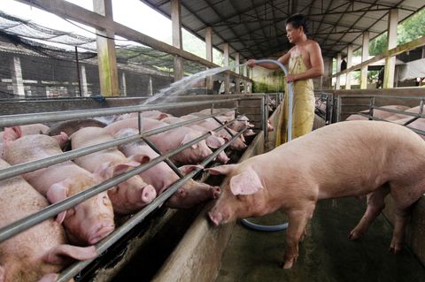 China ist der größte Schweinefleischproduzent der Welt.