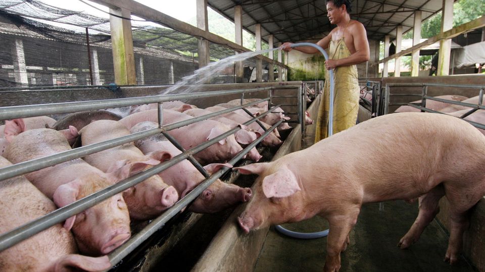 China ist der größte Schweinefleischproduzent der Welt.