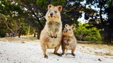 ... aber was ist schon Geld, wenn man Quokkas erleben darf! Die Kurzschwanzkängurus leben vor allem auf Rottnest Island. Eigentlich sind sie nachtaktiv, doch  da die zahlreichen Touristen vor allem tagsüber mit reichlich Futter in den Taschen die Tiere anlocken, haben sich die putzigen Nager auf Nachtruhe umgestellt. Vorsicht: Auch wenn die scheinbar immer lässig lächelnden Pelzknäul eher wie Kumpel denn wie Tiere wirken, können sie mit ihren scharfen Krallen und Zähnen ganz fiese austeilen!