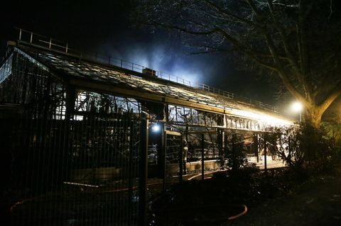 Mehr als 30 Tiere kamen bei dem Feuer ums Leben
