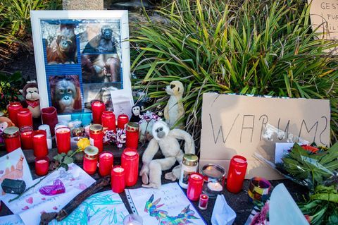 Fassungslosigkeit im Krefelder Zoo und die Frage nach dem Warum: Vermutlich hat eine Himmelslaterne den Brand ausgelöst - diese Leuchtkörper sind in Deutschland illegal.