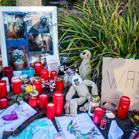 Fassungslosigkeit im Krefelder Zoo und die Frage nach dem Warum: Vermutlich hat eine Himmelslaterne den Brand ausgelöst - diese Leuchtkörper sind in Deutschland illegal.