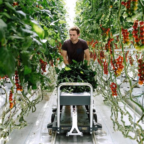 Der neue Garten Eden