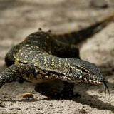 Echse im Abuko Nature Reserve