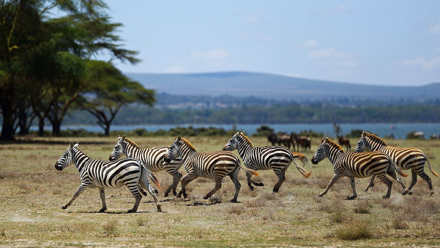 Zebras Crescent Island, Zebras Crescent Island,