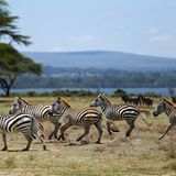 Zebras Crescent Island,