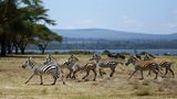 Zebras Crescent Island,