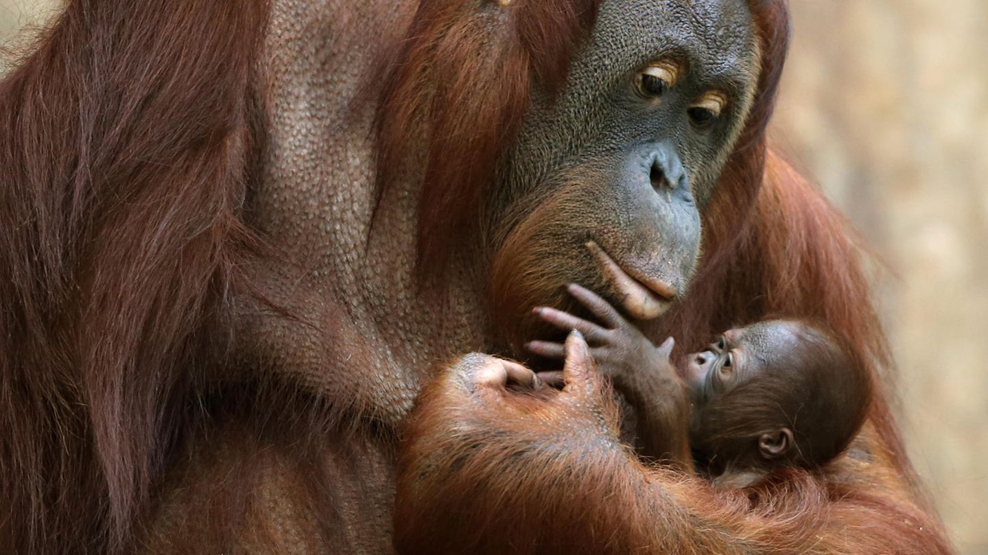 Inferno Im Krefelder Zoo – Warum Uns Der Tod Der Affen So Bewegt | STERN.de