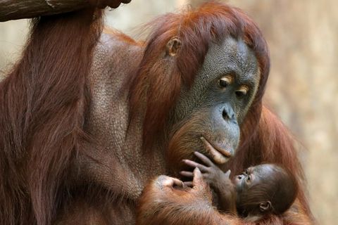 Das Orang-Utan Baby "Suria" klammert sich im Zoo in Krefeld an seine Mutter "Lea"
