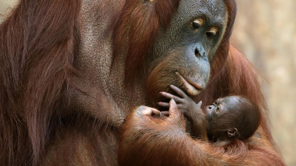 Das Orang-Utan Baby "Suria" klammert sich im Zoo in Krefeld an seine Mutter "Lea"