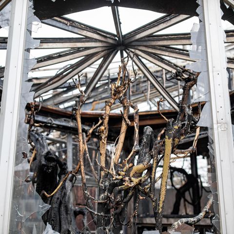 Blick in das abgebrannte Affenhaus des Krefelder Zoos: Warum konnte sich das Feuer so schnell ausbreiten?