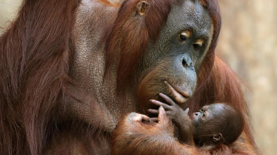 Die Orang Utan-Mutter Lea mit ihrer Töchter Suria im Jahr 2016. Beide starben beim Brand im Krefelder Affenhaus