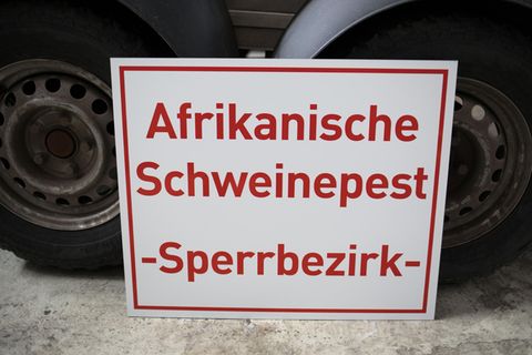 Schweinepest