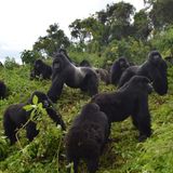 Berggorillas im Volcanoes National Park
