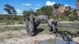 Nashorn im Matobo-National Park