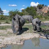 Nashorn im Matobo-National Park
