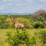 Hluhluwe-iMfolozi-Park, Südafrika  Die sanften Hügel dieses Landschaftsparks stellen ausgezeichnete Aussichtspunkte dar, um Giraffen, Büffel, Elefanten, Breit- und Spitzmaulnashörner zu beobachten. Für eine mehrtägige geführte Wanderung sollte man möglichst früh buchen.  Infos: www.kznwildlife.com; Nov.–Feb. 5–19 Uhr, März–Okt. 6–18 Uhr; Erw./Ki. 220/110 R; 2 Std. 40 Min. von Durban.