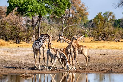 Giraffen im Mokolodi Nature Reserve