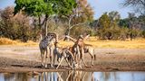 Giraffen im Mokolodi Nature Reserve