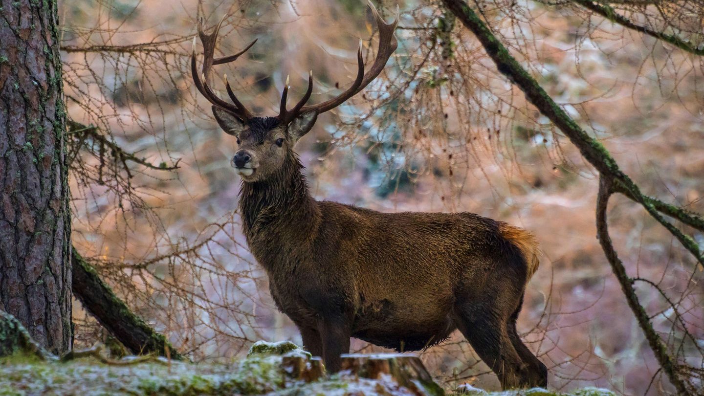 Rothirsch steht in einem leicht verschneiten Wald