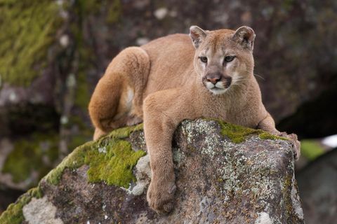 Ein Puma liegt auf einem Felsen