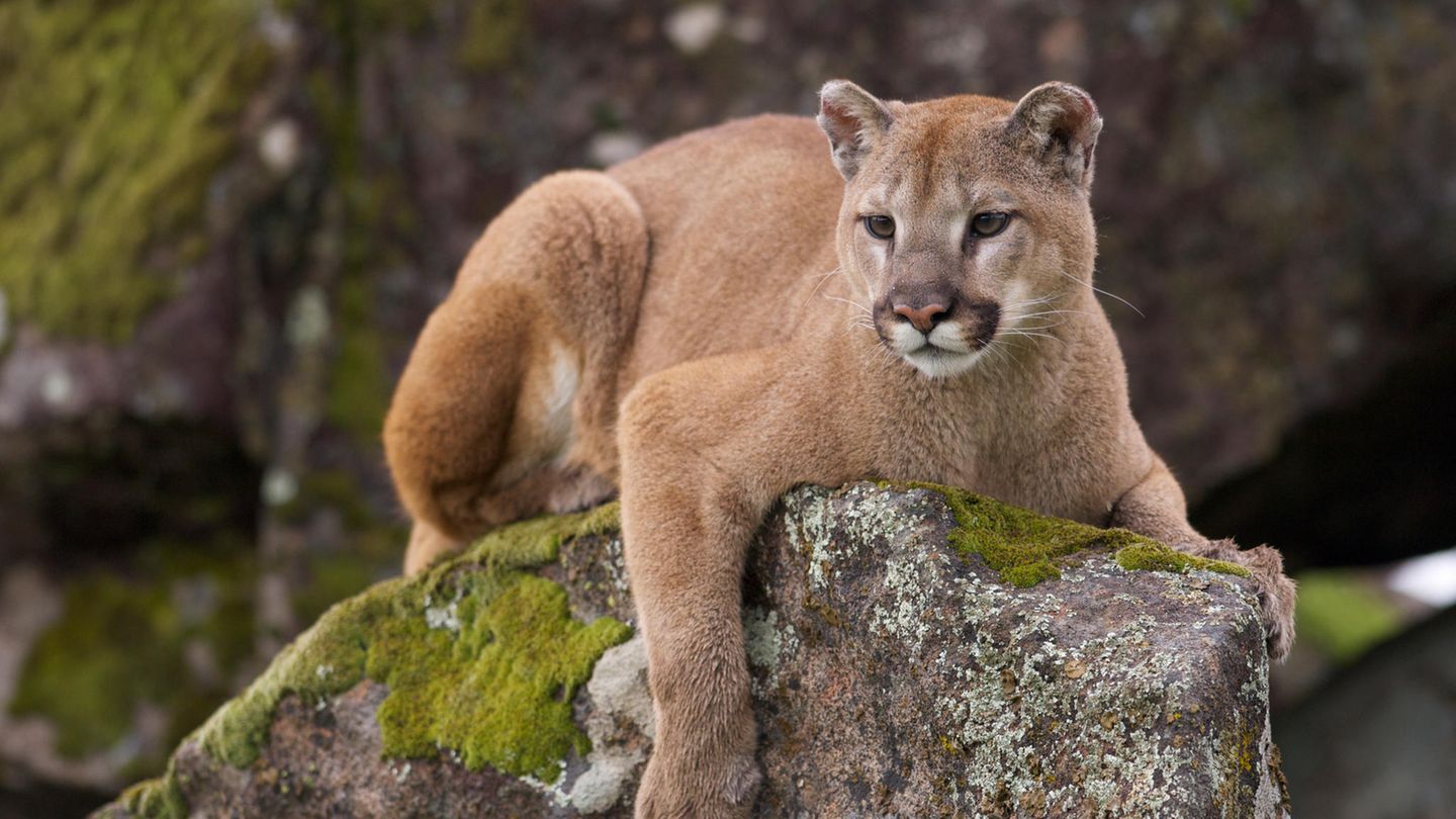 Ein Puma liegt auf einem Felsen