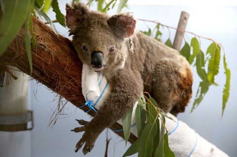 Auf einem mit einem weißen Handtuch umwickelten Ast sitzt ein Koala und schaut in die Kamera