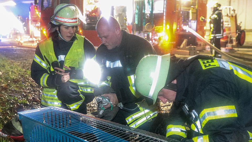Feuerwehrleute versuchen beim Brand einer Zoohandlung ein Kaninchen mit einem Sauerstoffgerät zu beatmen