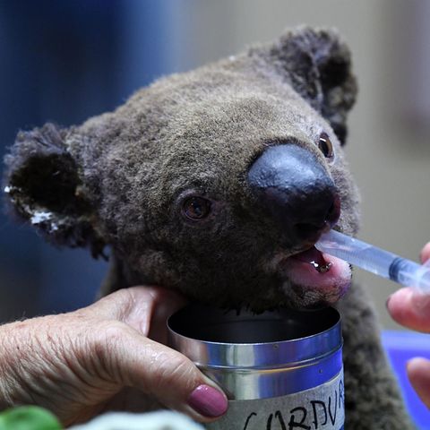 Ein dehydrierter Koala bekommt mit einer Spritze etwas zu Trinken