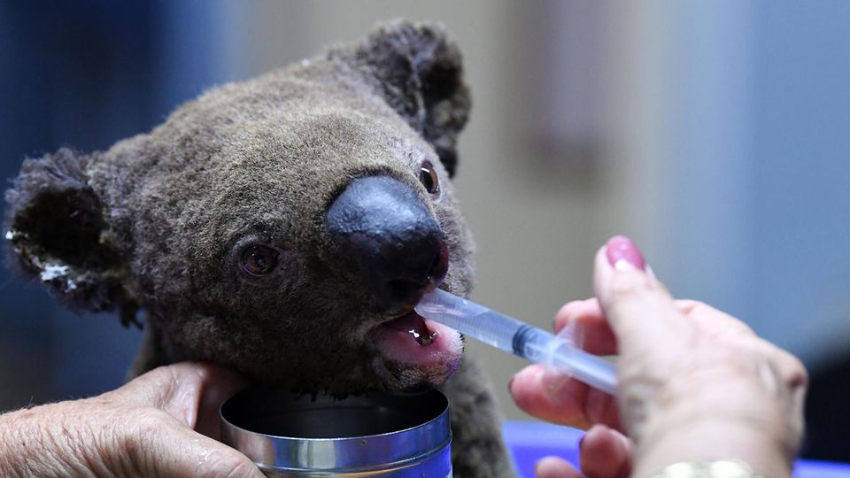 Ein dehydrierter Koala bekommt mit einer Spritze etwas zu Trinken