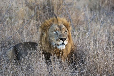 Südafrika: Verstümmelte Löwen auf Jagd-Farm entdeckt