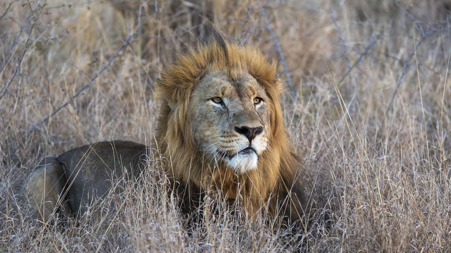 Südafrika: Verstümmelte Löwen auf Jagd-Farm entdeckt