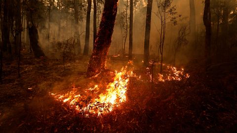 Ein Wald wird von Flammen bedroht