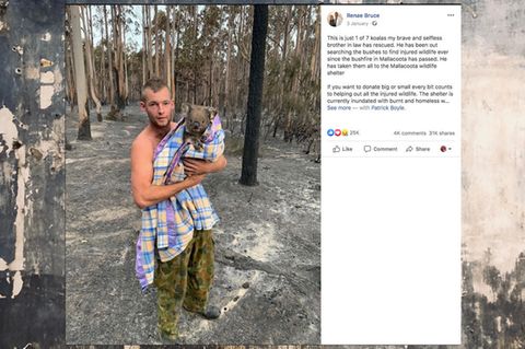 Australien: Patrick Boyle rettet Koalas vor den Buschbränden
