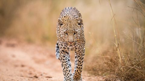 Ein Leopard läuft einen Pfad entlang