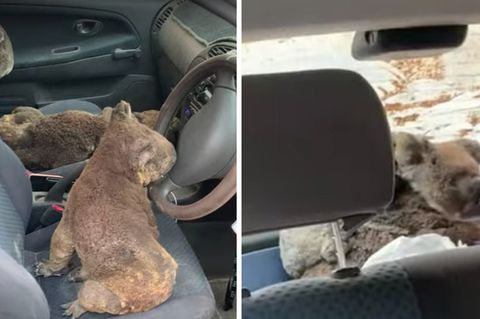 Sechs Koalas sitzen im Auto auf den Polstern