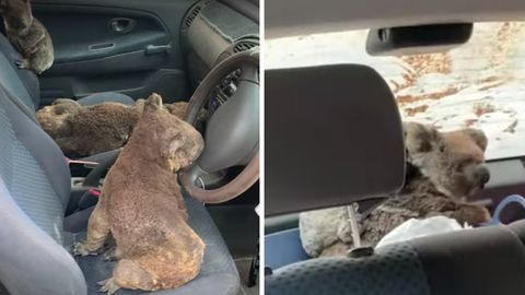 Sechs Koalas sitzen im Auto auf den Polstern