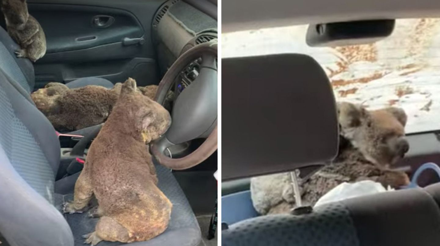 Sechs Koalas sitzen im Auto auf den Polstern