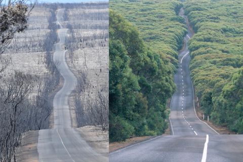 Die Bilder zeigen, welche Ausmaße die Brände für Natur und Tiere haben
