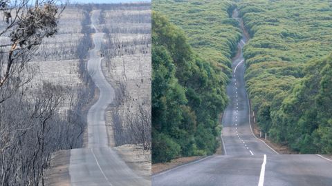 Die Bilder zeigen, welche Ausmaße die Brände für Natur und Tiere haben