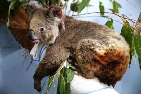 Verletzer Koala