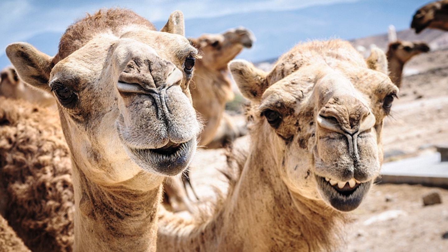 Kamele gelten in Australien als Plage, weil sie Quellen verunreinigen und bei der Futtersuche die natürliche Flora zertrampeln