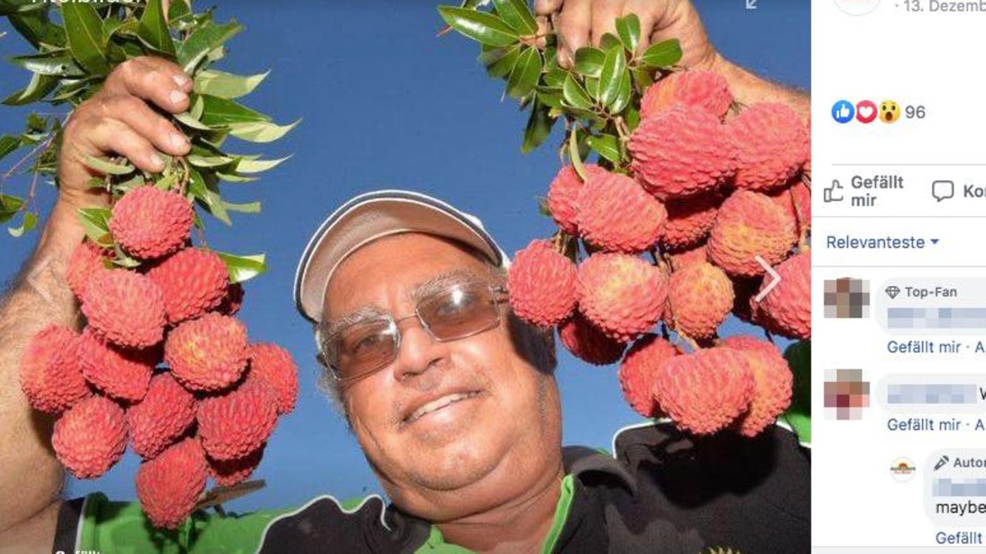 Ein Leben für Lychees: Seit 40 Jahren züchtet Tibby Dixon die Früchte 